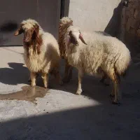 سه عدد بره ماده داشتی