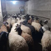 گوسفند داشتی آبستن|حیوانات مزرعه|حسین آباد, |دیوار