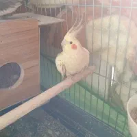 عروس هلندی جفت سخنگو با تخم|پرنده|زنجان, |دیوار