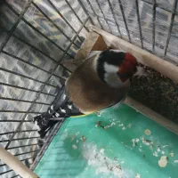 سهره بروجرد