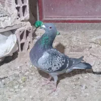 سبز|پرنده|شیروان (خراسان), |دیوار