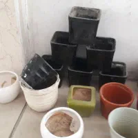 گلدان|گل و گیاه طبیعی|تهران, شهرک فردوس (حسینی)|دیوار