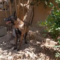 ی جفت مالینیوز بایک عدد توله ماده|سگ|اصفهان, خوراسگان|دیوار