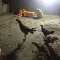 مرغ و خروس لاری