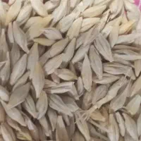 فروش جو بذری بوجار