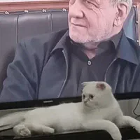 گربه نر برای جفتگیری