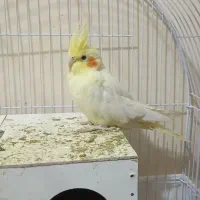 عروس هلندی زعفرانی