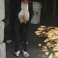 سگ سرابی|سگ|رشت, جماران|دیوار