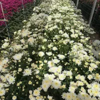 استخدام کارگر گلخانه