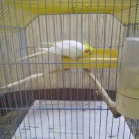 عروس هلندی