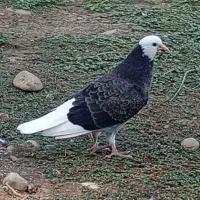 6عدد کبوتر برای فروش|پرنده|ماسال, |دیوار