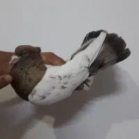 کفتر‌کله‌ای‌‌سینه‌ای