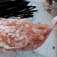 بوقلمون