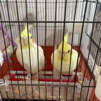 عروس هلندی