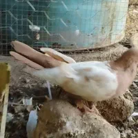 کفتر سینه وطوقی|پرنده|داراب, |دیوار