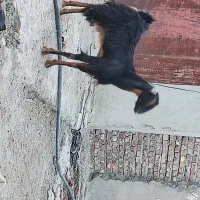 بز فروشی|حیوانات مزرعه|سراوان, |دیوار