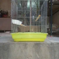 قفس ضخیم طوطی سان