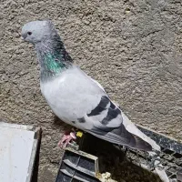 کفتر|پرنده|اهواز, پردیس|دیوار
