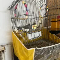 عروس هلندی|پرنده|تهران, افسریه جنوبی|دیوار