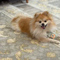 پامر روباهی