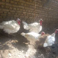 بوقلمون بیوتی