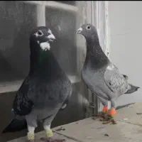 کبوتر|پرنده|مرودشت, شهرک مهدیه|دیوار