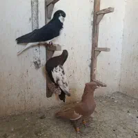 تعدادی بهبونی|پرنده|شیراز, شریف‌آباد|دیوار