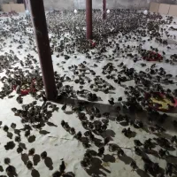 جوجه بوقلمون