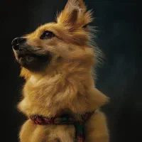 سگ پامرانین روباهی