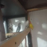 طوطی برزیلی رنگ خاص و خالص