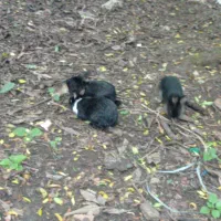 خرگوش|موش و خرگوش|سیاهکل, |دیوار