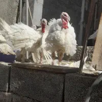 فروش بوقلمون|حیوانات مزرعه|صحنه, |دیوار