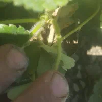 توت فرنگی گلدانی رقم پاروس|خدمات باغبانی و درختکاری|سنندج, |دیوار