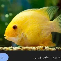 ماهی اکواریوم فروش فوری