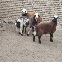 شیشک و بره قوچی