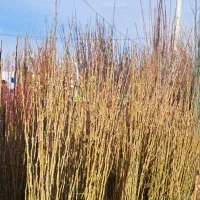 فروش انواع نهال پیوندی|گل و گیاه طبیعی|میاندوآب, |دیوار