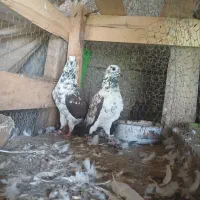 کبوتر|پرنده|کوچصفهان, |دیوار