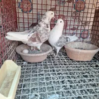 کبوتر چند جفت مایه