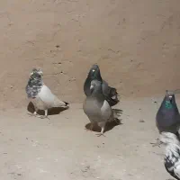 کبوتر اصفهانی