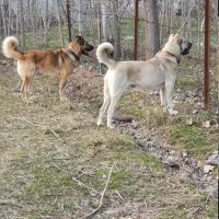 توله سگ سرابی|سگ|سنگر, |دیوار