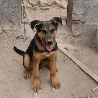 سگ ژرمن