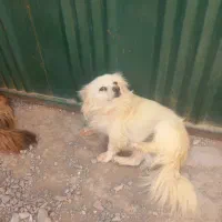 واگذاری سگ ماده پامر اشپیتز