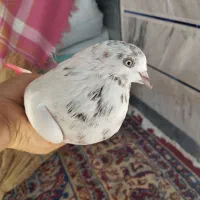 کبوتر کله دم|پرنده|خان ببین, |دیوار