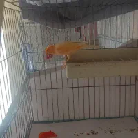 قناری پرتقالی|پرنده|تهران, شهران شمالی|دیوار