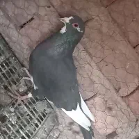 پلنگ