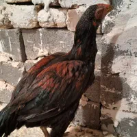 خروس لاری و مرغ محلی