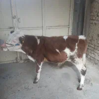 گوسال‌سیمینتال