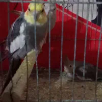 عروس هلندی|پرنده|پاکدشت, پاکدشت (مامازند)|دیوار