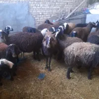 ۲۵بره،ماده،ونرفروشی|حیوانات مزرعه|دشتابی, |دیوار