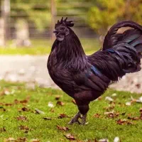 مرغ سیاه و خروس